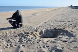 A man with a clipboard kneels next to a sea-turtle nest dug up by feral pigs.