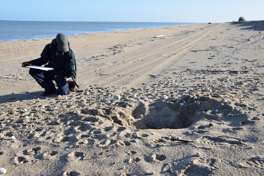 A man with a clipboard kneels next to a sea-turtle nest dug up by feral pigs.