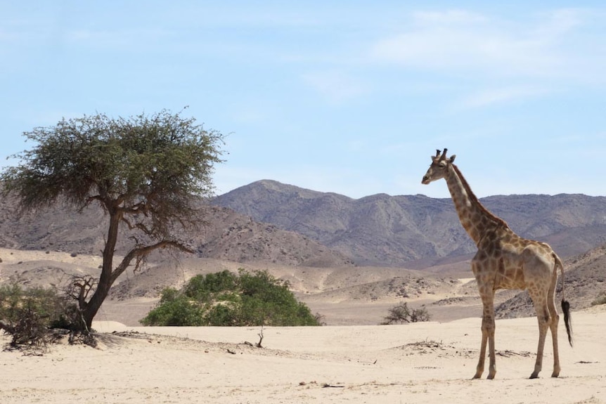 Male Angolan giraffe