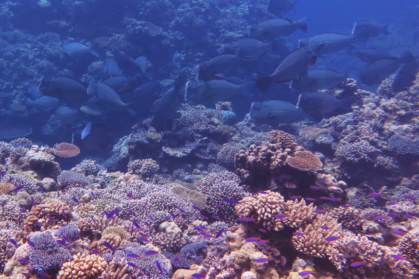 A large school of humphead parrotfish swim by a coral reef