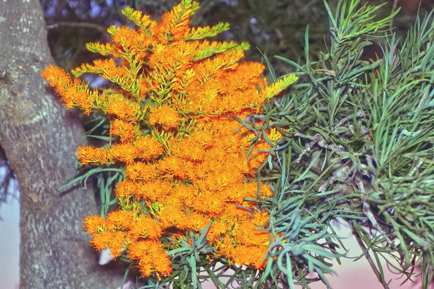 A close up a bright orange flower