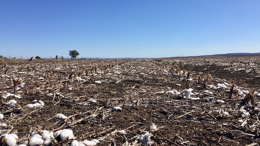 A wide shot of a very brown, dry paddock where cotton was once planted.