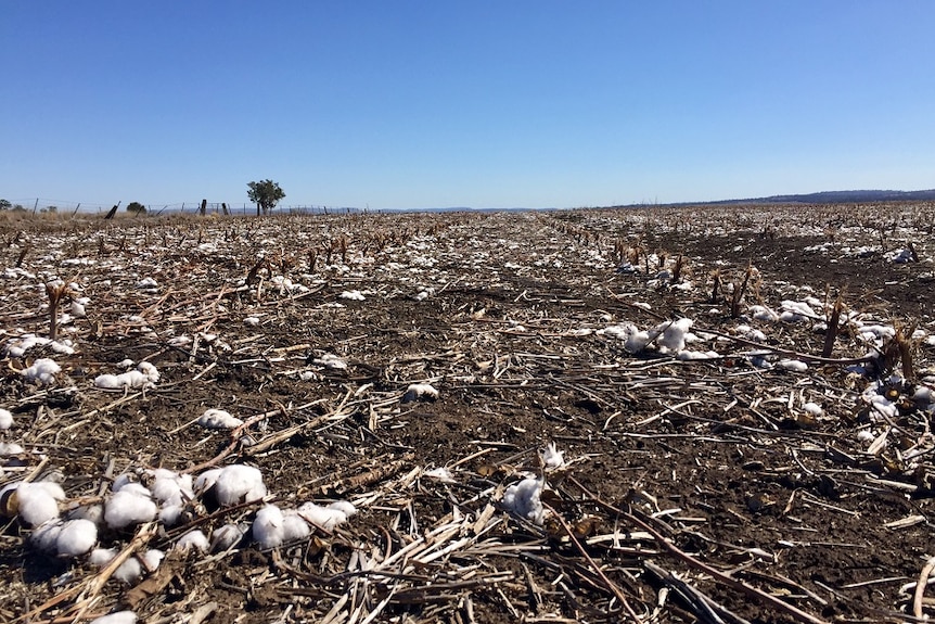 A wide shot of a very brown, dry paddock where cotton was once planted.