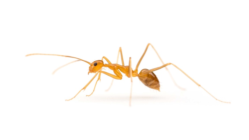 Close of a yellow crazy ant