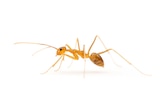 Close of a yellow crazy ant