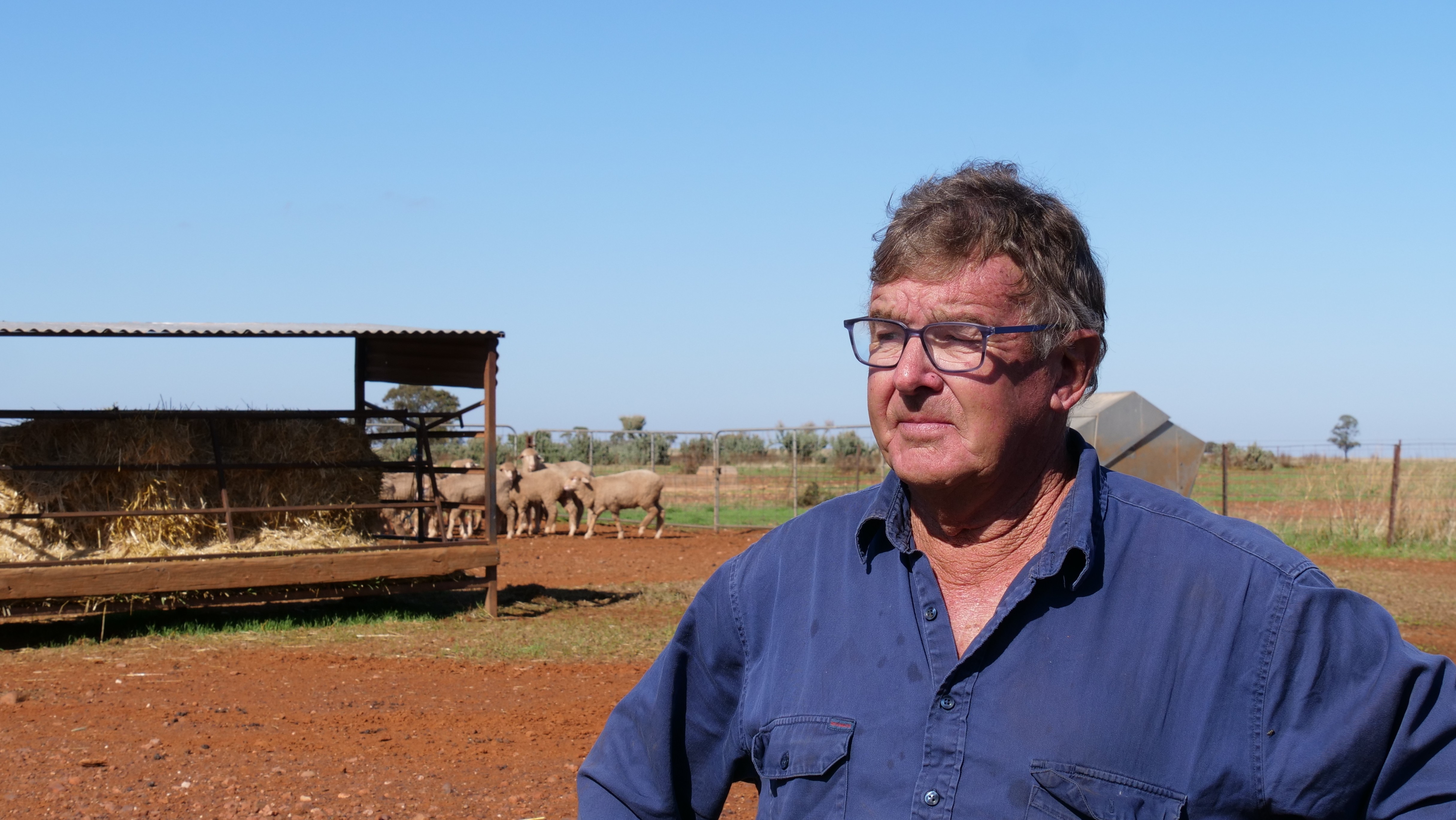 A man wearing a button up navy work shirt looking to the left, with hay and sheep in the background