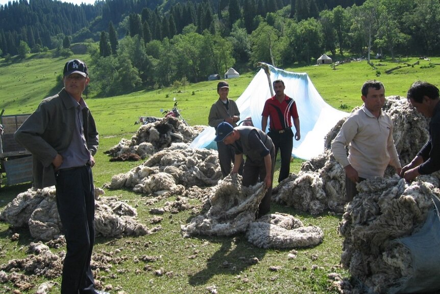 Shearers at work in a field in China