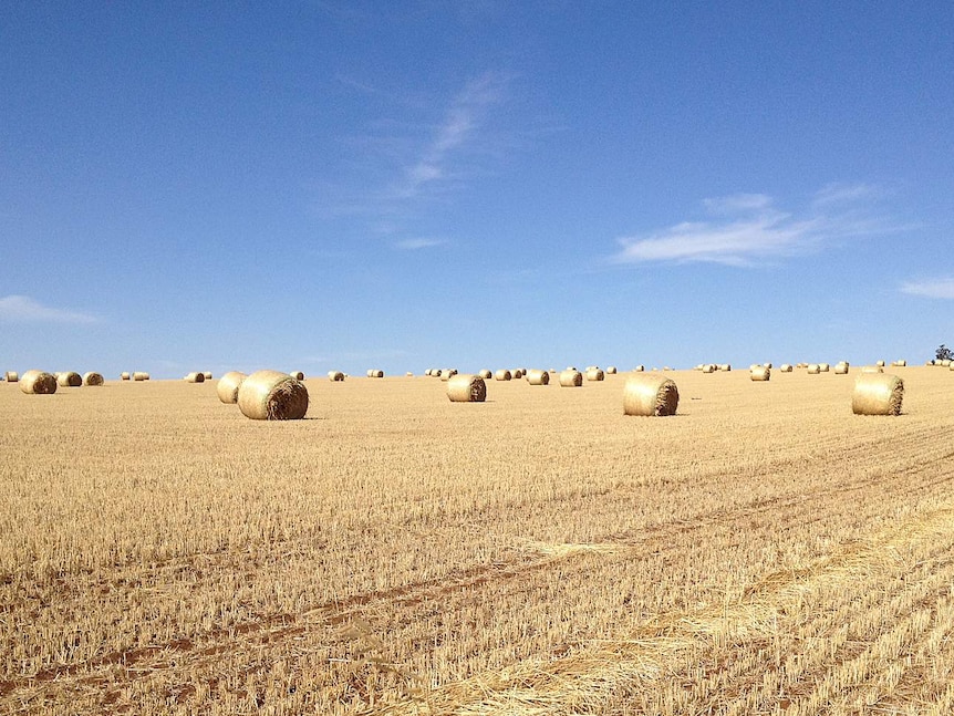 Hay bales after harvesting