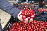 Vivid Ripe cherries held above several crates full of cherries 