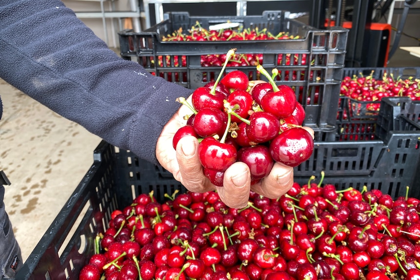 Vivid Ripe cherries held above several crates full of cherries 