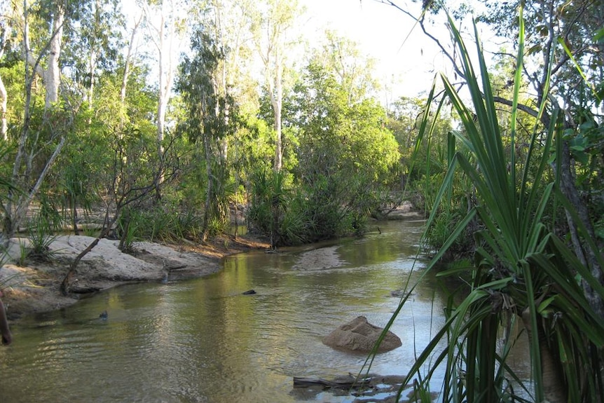 A serene tropical creek in evening light.