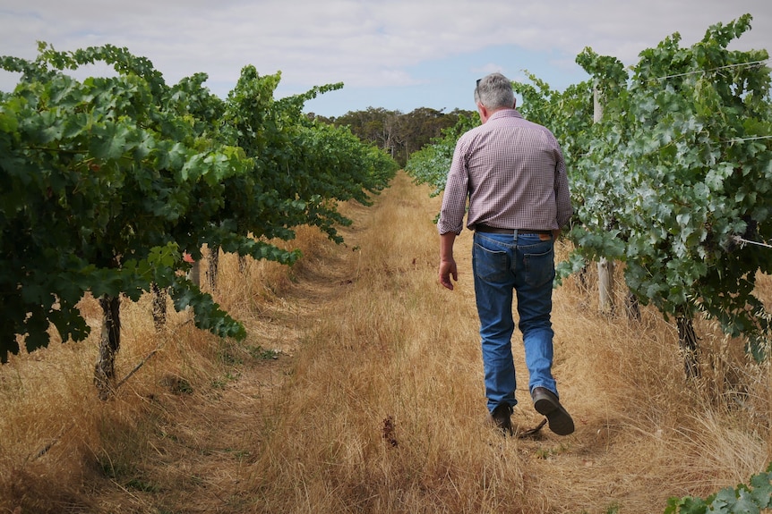 A man walks through a vineyard.