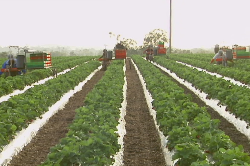 Strawberry pickers