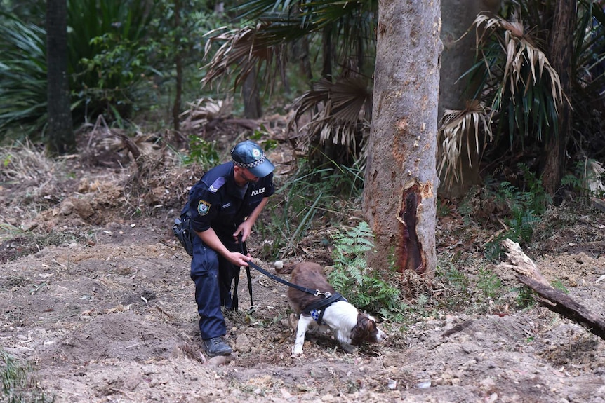 A sniffer dog investigates a tree in NSW's Royal National Park.