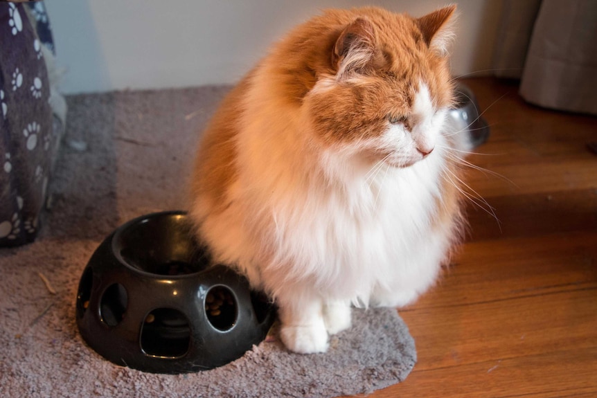 An orange and white fluffy cat sitting next to a black bowl, demonstrating dieting tips for a domestic pet cat.