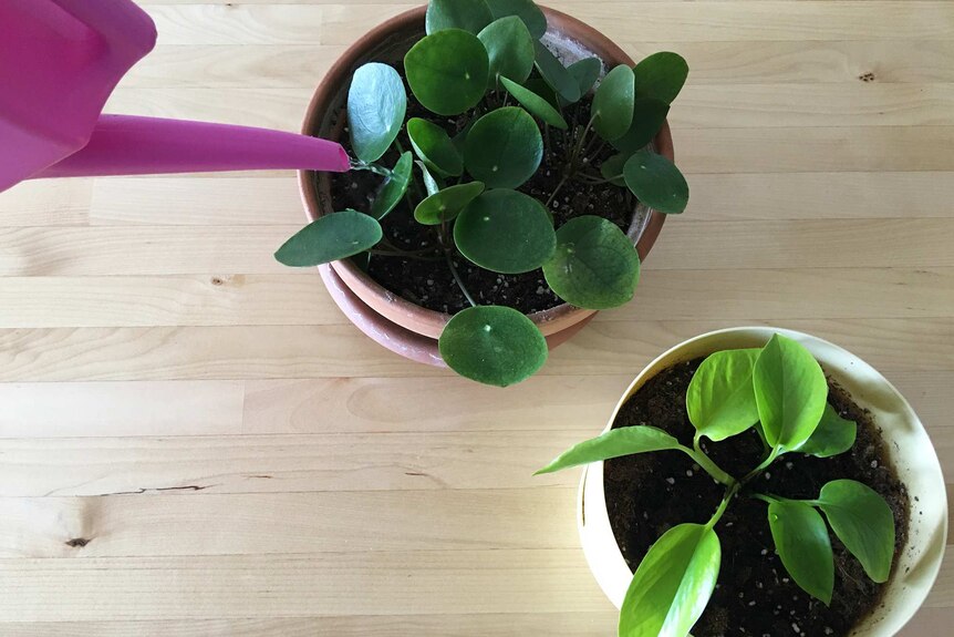 A pothos and peperomia plant getting watered with a pink can in a story about overwatering and correctly watering plants.