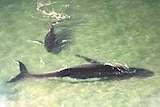 A whale stranded off North Stradbroke