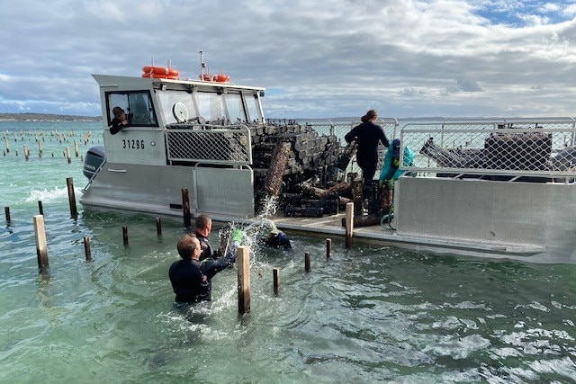 Two people work in the water with a white boat behind them filled with oyster baskets