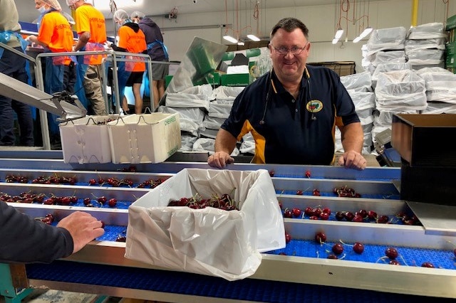 Man smiling in front of conveyor belt in cherry packing shed.
