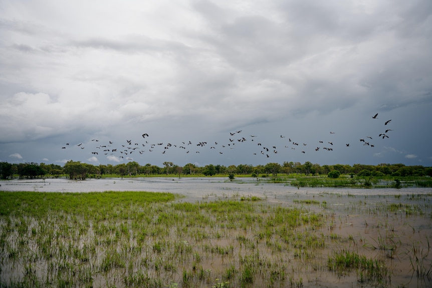A flock of birds flies over a floodplain