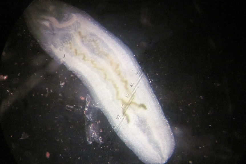 A magnified blood fluke, a white elongated oval shape sitting on black background