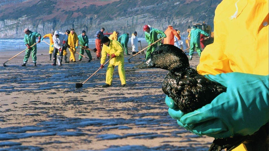 An oil spill cleanup operation in Wales