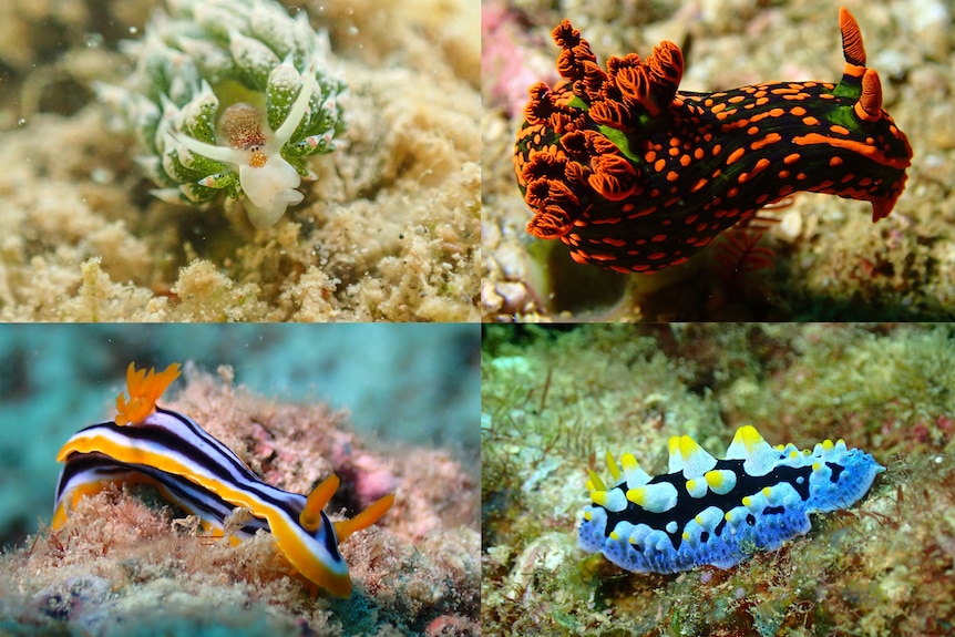 a collage of brightly coloured sea slugs