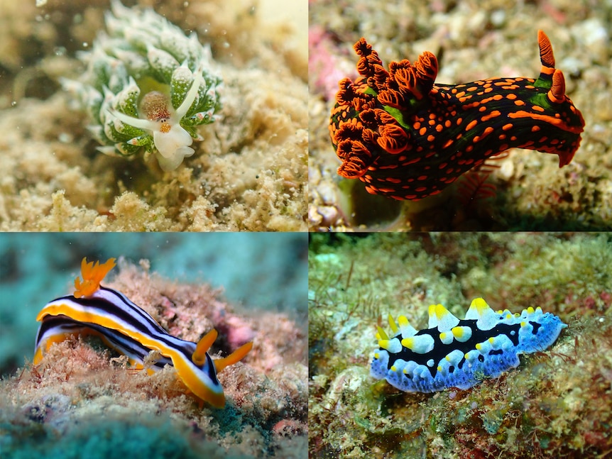 a collage of brightly coloured sea slugs