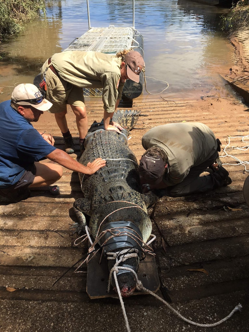 A crocodile captured by rangers at Nitmiluk National Park in the NT
