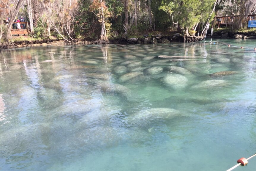 Cold-stunned manatees float near the surface in Florida.