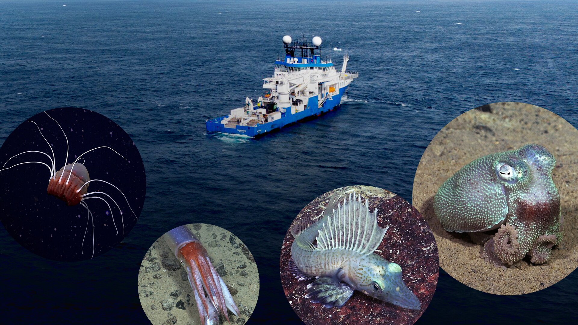 Ocean Census - Behind The News