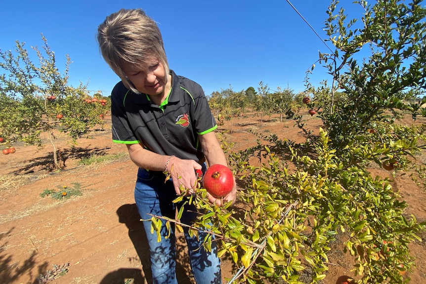 A woman with cutting a pomegranate of a tree.