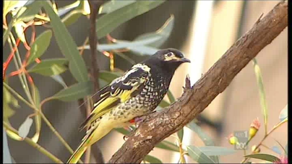 Endangered birds released in bushland - ABC News