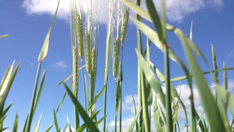 Green barley growing against a blue sky.