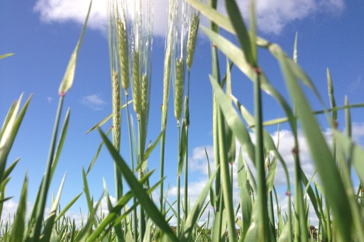 Green barley growing against a blue sky.