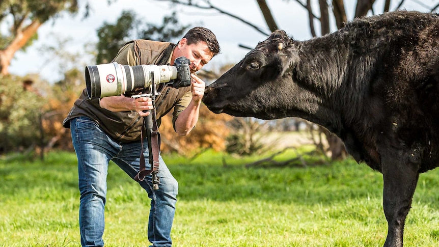 man showing a big black bull a view finder on a camera - funny photo