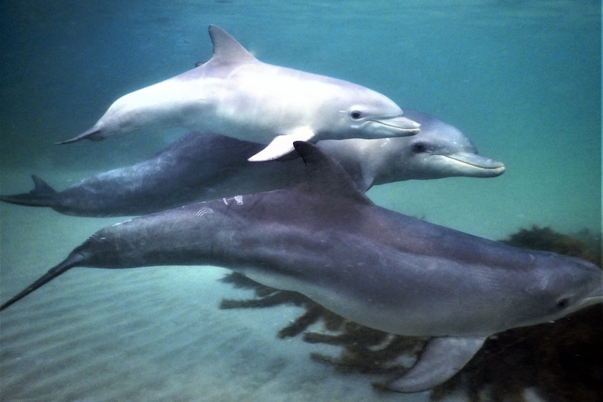 Bottlenose dolphins 1 - Great Southern Reef