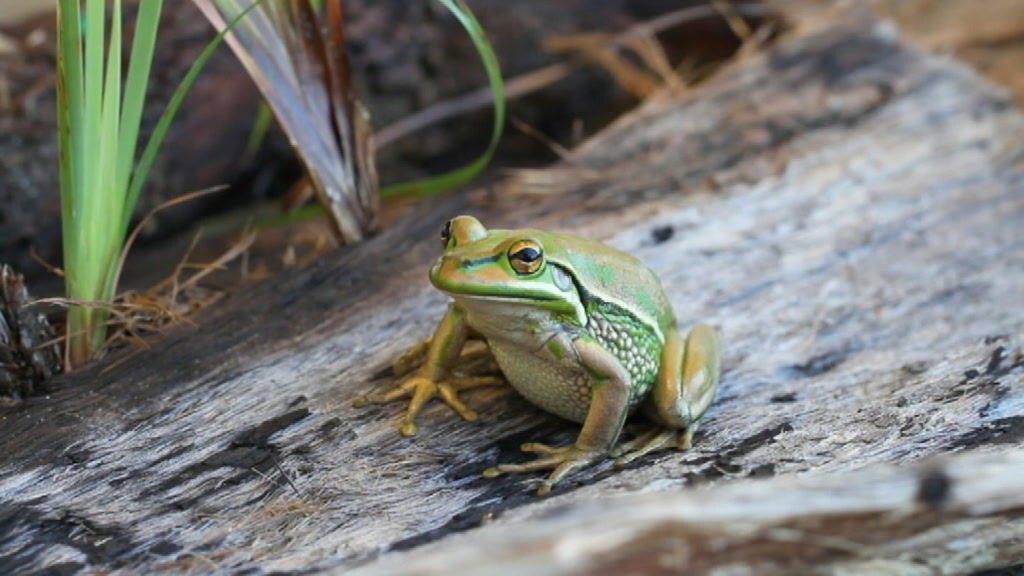 Good news for frog recovery after bushfires - ABC listen