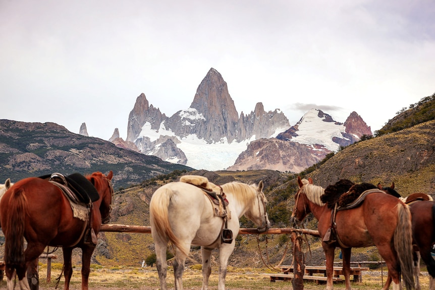 Three horses in traditional saddles face a snowy mountain peak in the Andes.