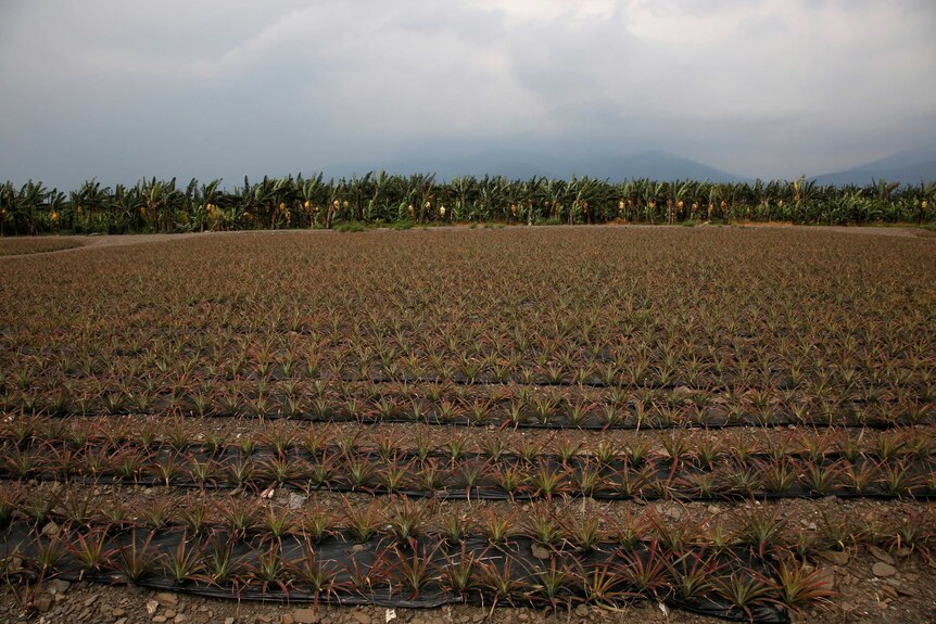 A field of pineapples.