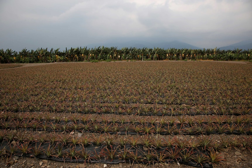 A field of pineapples.