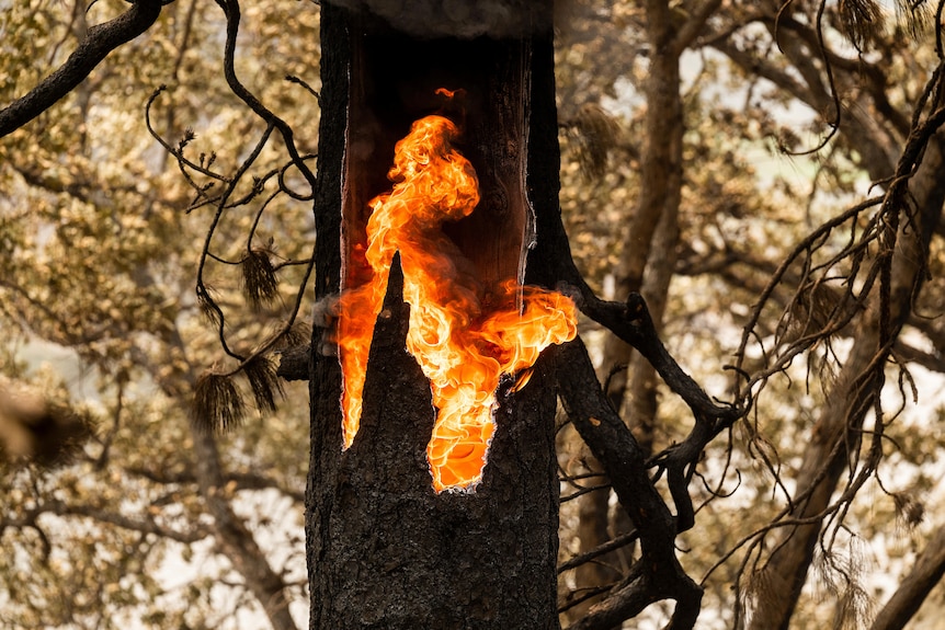 Ярко-оранжевое пламя прожигает ствол дерева. 
