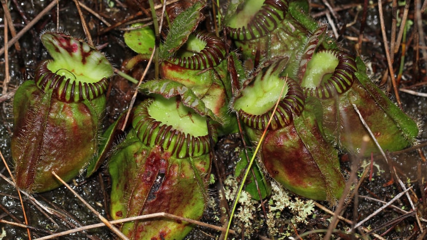 Close up of the Australian pitcher plant