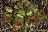 Close up of the Australian pitcher plant