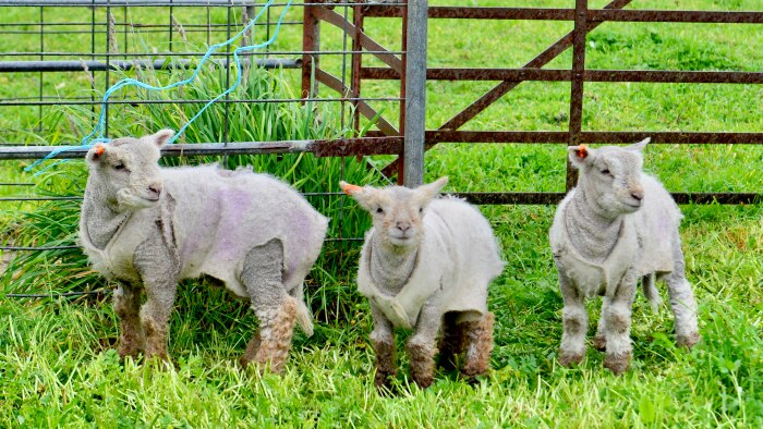Three babydoll lambs graze at Dee Nolan's property in South Australia.