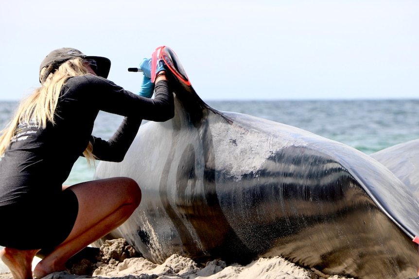 A woman crouches down to examine and tag a dead whale.