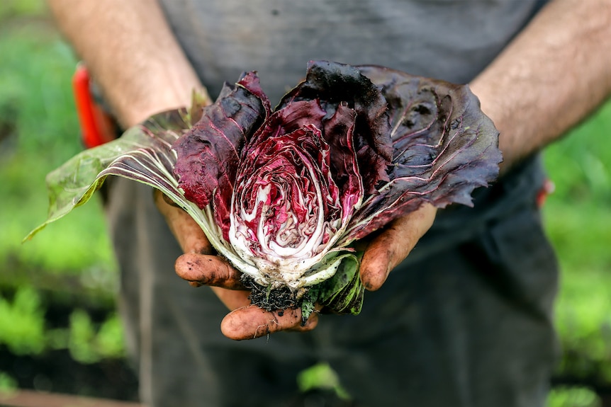 A cut in half head of purple radicchio lettuce held by a man's soil stained hands