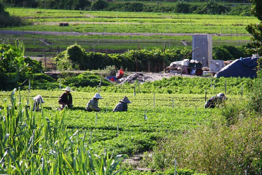 People farming the land.