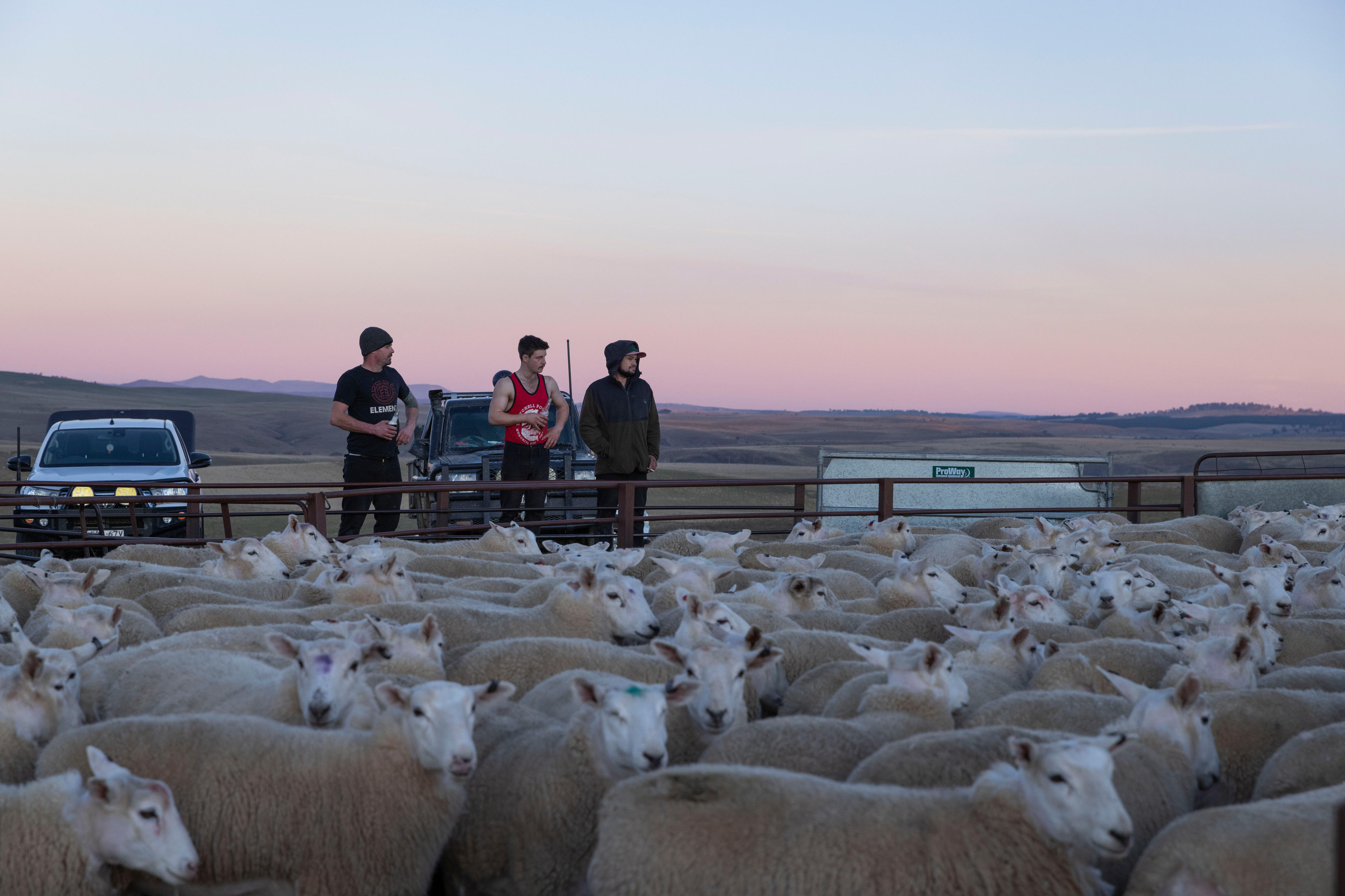 Sheep in a pen during sunset, with men and cars in the background. 