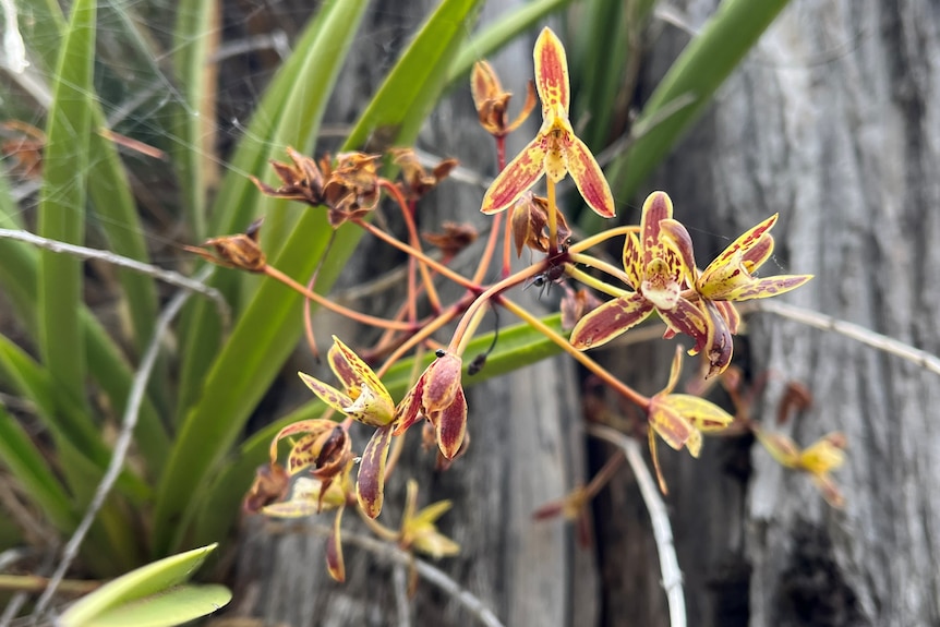 A close up of a yellow, pink orchid, green leaves behind.